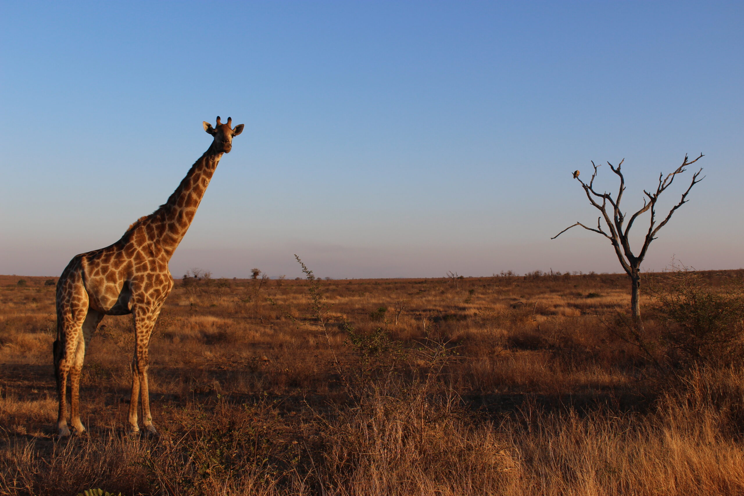 Afrique du Sud – Image 8